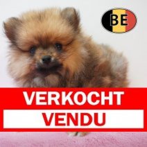 Keesje 22-03-26 F (BE2780) 20-05-26 Verkocht - Vendu.jpg