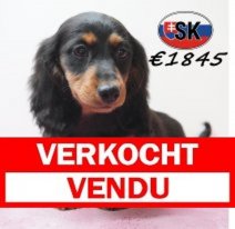 Teckel 21-01-2026 F (SK3916) 29-05-26 Verkocht - Vendu.jpg