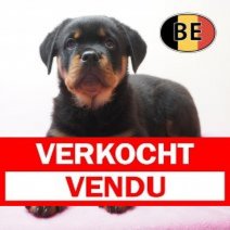 Rottweiler 19-03-26 F (BE8484) 22-05-26 Verkocht - Vendu.jpg