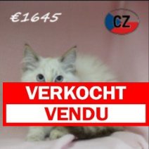 Ragdoll 06-02-26 F (CZ6758) 270526 Verkocht - Vendu.jpg