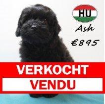 Frenchiepoo Ash 27-12-25 M(HU8771) 15-04-26 Verkocht - Vendu.jpg