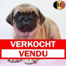 Mops 04-04-26 F(BE3961) 03-06-26 Verkocht - Vendu.jpg