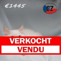 Ragdoll 31-01-26 M (CZ6770) 270526 Verkocht - Vendu.jpg