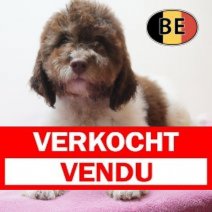 Lagotto Romagnolo 10-03-26 F (BE5665) 29-05-26 Verkocht - Vendu.jpg