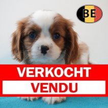 Cavalier King Charles 31-03-2026 M (BE1277) 27-05-26 Verkocht - Vendu.jpg