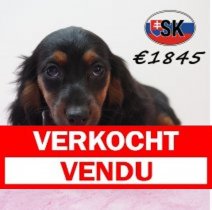 Teckel 21-01-2026 F (SK3920) 29-05-26 Verkocht - Vendu.jpg