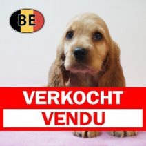 Engelse Cocker 09-04-2026 V (BE8396) 04-06-2026 Verkocht - Vendu.jpg