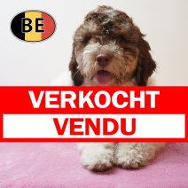 Lagotto Romagnolo 10-03-26 F (BE5707) 290526 verkocht - vendu.verkocht-vendu