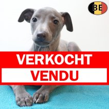Italiaanse Windhond 20-03-26 M(BE0384) 15-05-26 verkocht - vendu.jpg