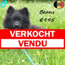 Keesje Beans 10-02-26 M(BE2093) 01-06-26 verkocht - vendu.jpg