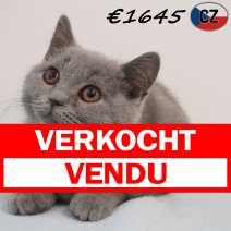 Britse Korthaar 20-01-26 M(CZ3079) 13-05-26 verkocht - vendu.jpg