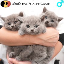 Britse Korthaar kittens nestje van 07-05-26 (BE-M3) 14-06-26 - Beschikbaar op 30-07-26.jpg