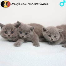 Britse Korthaar kittens nestje van 07-05-26 (BE) 14-06-26 - Beschikbaar op 30-07-26.jpg