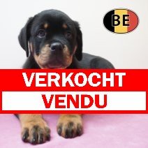 Rottweiler 19-03-26 F (BE7616) 22-05-26 verkocht - vendu.jpg