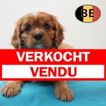 Cavalier King Charles 31-03-2026 M (BE3684) 270526 verkocht - vendu.jpg