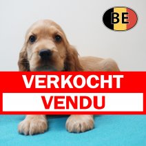 Engelse Cocker 09-04-2026 M (BE2062) 03-06-2026 verkocht - vendu.jpg