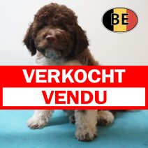 Lagotto Romagnolo 10-03-26 M (BE5781) 290526 verkocht - vendu.jpg