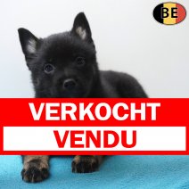 Schipperke 13-04-26 M(BE6323) 10-06-26 verkocht - vendu.jpg
