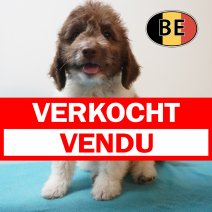 Lagotto Romagnolo 10-03-26 M (BE6499) 29-05-26 verkocht - vendu.jpg