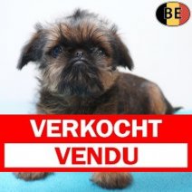 Brusselse Griffon 02-04-26 M(BE8302) 06-06-26 Verkocht - Vendu.jpg