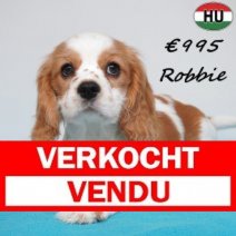 Cavalier King Charles Robbie 01-02-26 M(HU7753) 14-06-26 Verkocht - Vendu.jpg