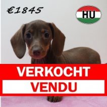 Teckel 01-02-2026 F (HU6788) 29-05-26 Verkocht - Vendu.jpg