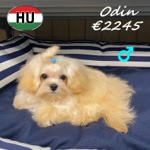 Maltipoo 26-01-2026 M (HU8836) 16-06-2026.jpg