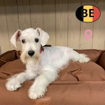 Schnoodle 01-03-2026 F (BE1273) 16-06-2026.jpg
