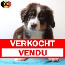 Miniature American Shepherd 15-03-26 M(BE3987) 07-06-26 Verkocht - Vendu.jpg