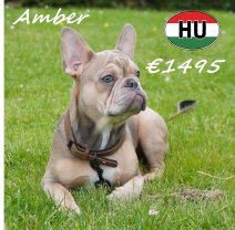 Franse Bulldog 26-12-25 F (HU8804) 17-06-2026.JPG.JPG