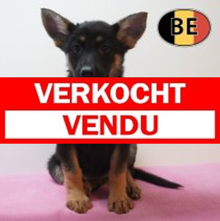 Duitse Herder 19-04-26 F (BE6285) 17-06-2026.verkocht-vendu