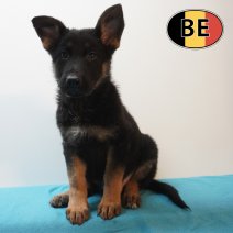 Duitse Herder 19-04-26 M (BE6266) 17-06-2026.JPG