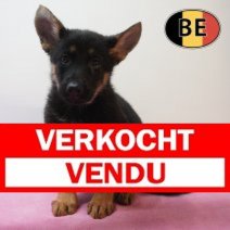 Verkocht Duitse Herder 19-04-26 F (BE6282) 17-06-2026.JPG