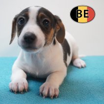 Jack russell 20-04-26 M (BE6021) 19-06-2026.JPG