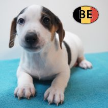 Jack russell 20-04-26 M (BE6033) 19-06-2026.JPG