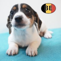 Jack russell 20-04-26 M (BE6034) 19-06-2026.JPG