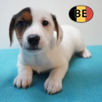 Jack russell 20-04-26 M (BE6277) 19-06-2026.JPG