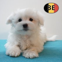 Maltezer 02-04-26 M (BE9449) 19-06-2026.JPG