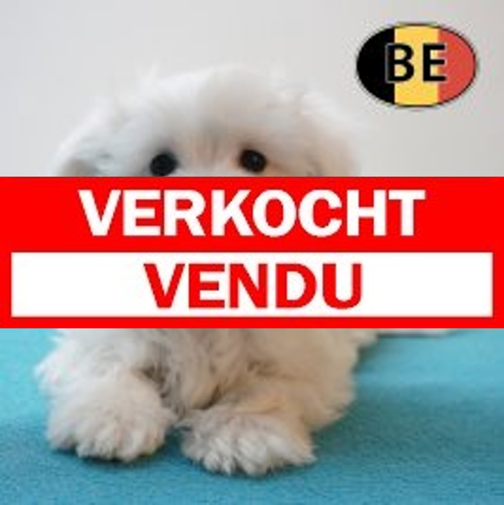Maltezer 02-04-26 M (BE9449) 19-06-2026.verkocht-vendu