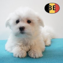 Maltezer 02-04-26 M (BE9721) 19-06-2026.JPG