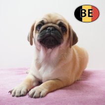 Mops 23-04-26 F (BE0482) 19-06-2026.JPG