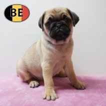 Mops 23-04-26 F (BE2034) 19-06-2026.JPG