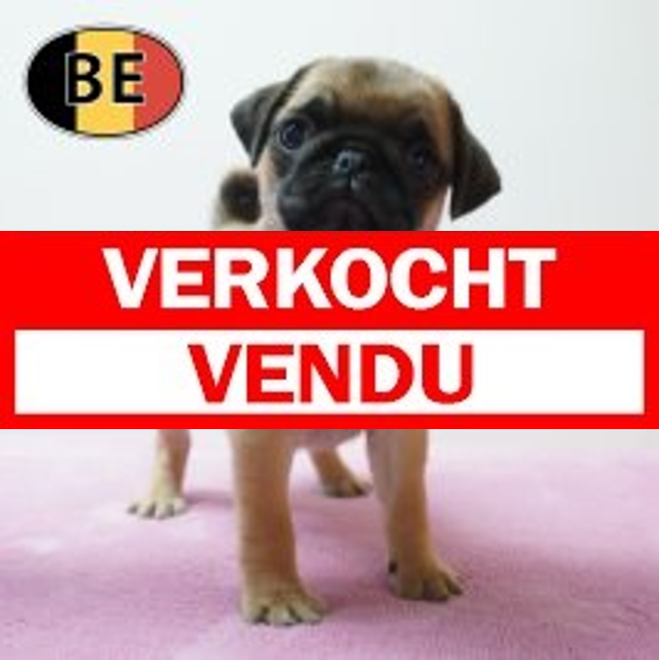 Mops 23-04-26 F (BE3843) 19-06-2026.verkocht-vendu
