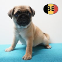 Mops 23-04-26 M (BE1709) 19-06-2026.JPG