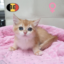 British Shorthair 06-04-26 F(BE6288) 22-06-26 - Beschikbaar op 09-07-26.png
