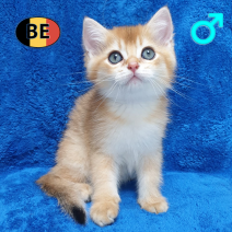 British Shorthair 06-04-26 M(BE6230) 22-06-26 - Beschikbaar op 09-07-26.png