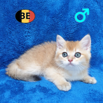 British Shorthair 06-04-26 M(BE6292) 22-06-26 - Beschikbaar op 09-07-26.png