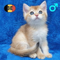 British Shorthair 06-04-26 M(BE6296) 22-06-26 - Beschikbaar op 09-07-26.png