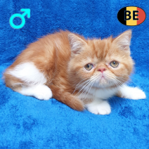 Exotic Shorthair 05-04-26 M(BE-m1) 22-06-26 - Beschikbaar op 08-07-26.png