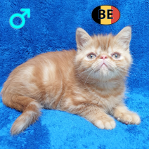 Exotic Shorthair 05-04-26 M(BE-m2) 22-06-26 - Beschikbaar op 08-07-26.png